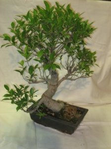Bonsai 'Ficus'