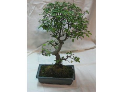 Bonsai 'Olmo'