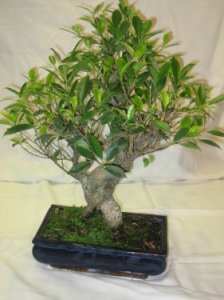 Bonsai 'Ficus'