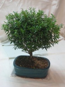 Bonsai 'Mirto'