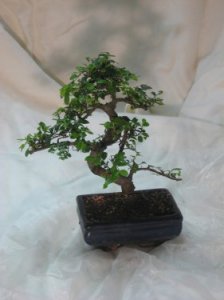 Bonsai 'Olmo'