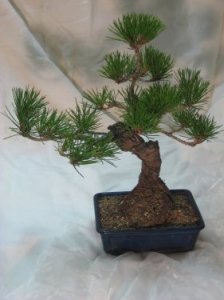 Bonsai Pino Tumbergii