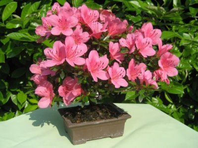 Bonsai 'Azzalea'